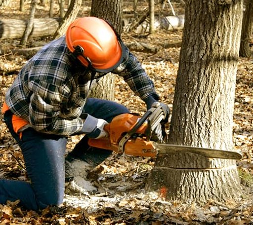 Tree Removal in Walnut Springs, TX